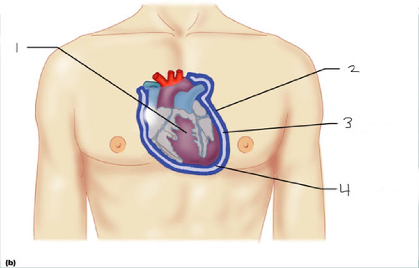 <p>#1</p>