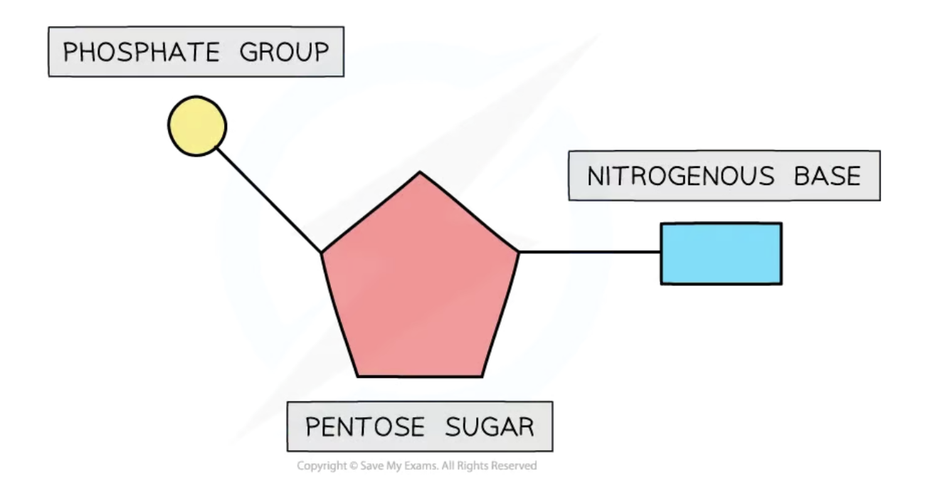<ul><li><p>phosphate group</p></li><li><p>nitrogenous base</p></li><li><p>pentose sugar</p></li><li><p>covalent bond - CH2</p></li></ul><p></p>