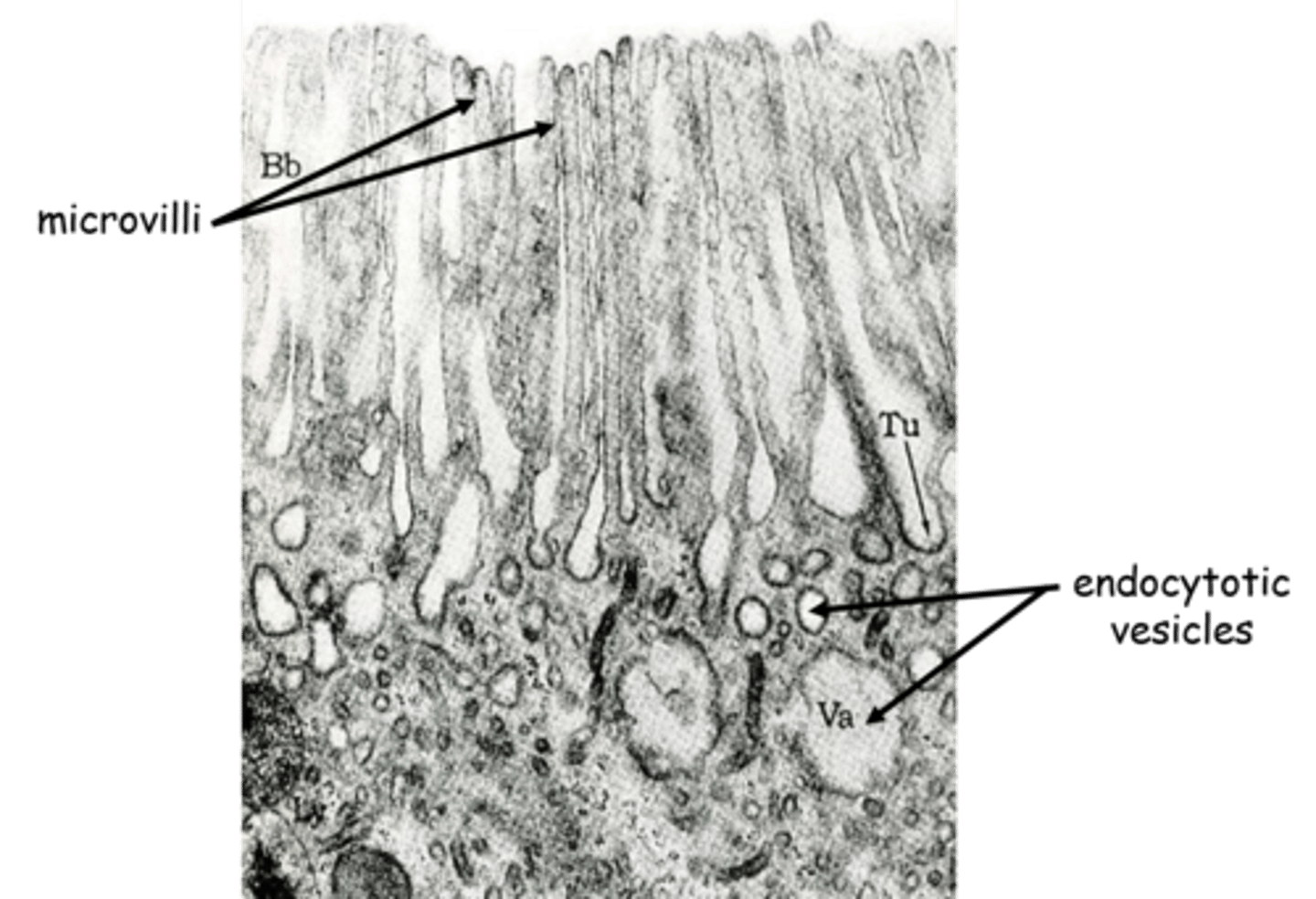 <p>- transport materials inside the cell<br>- proteins are repackaged here</p>