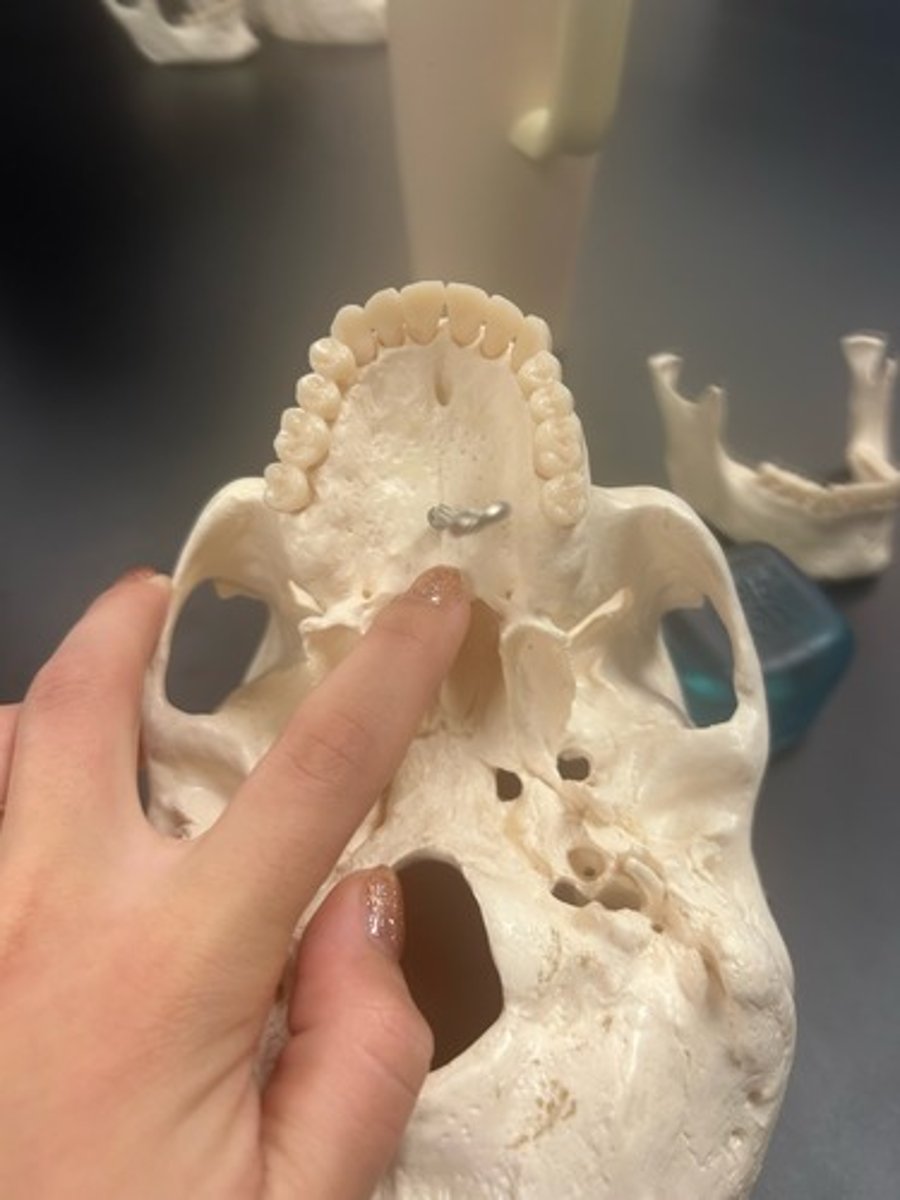 <p>name the bone</p>