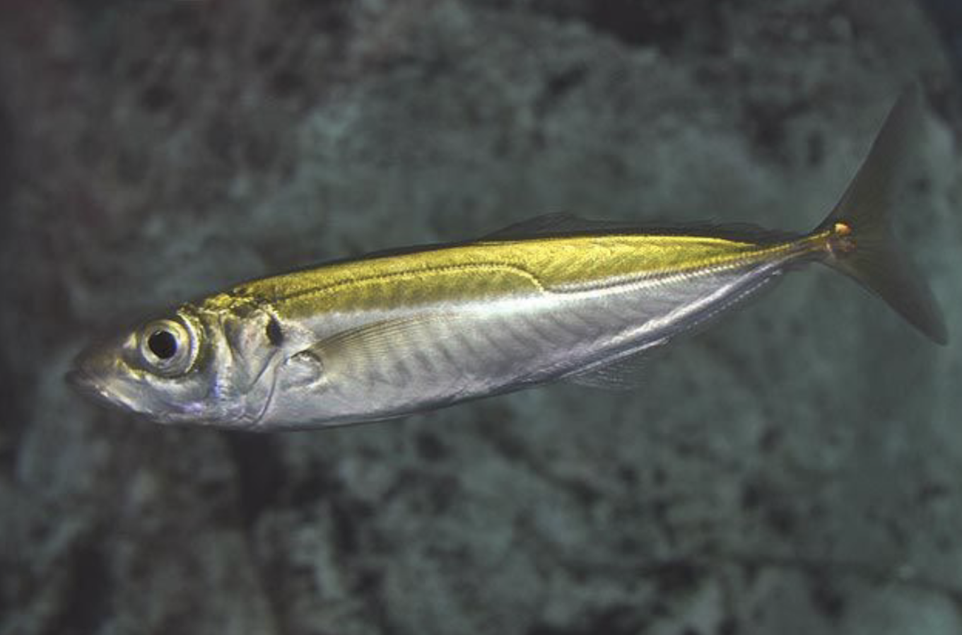 <p>Family Carangidae</p>