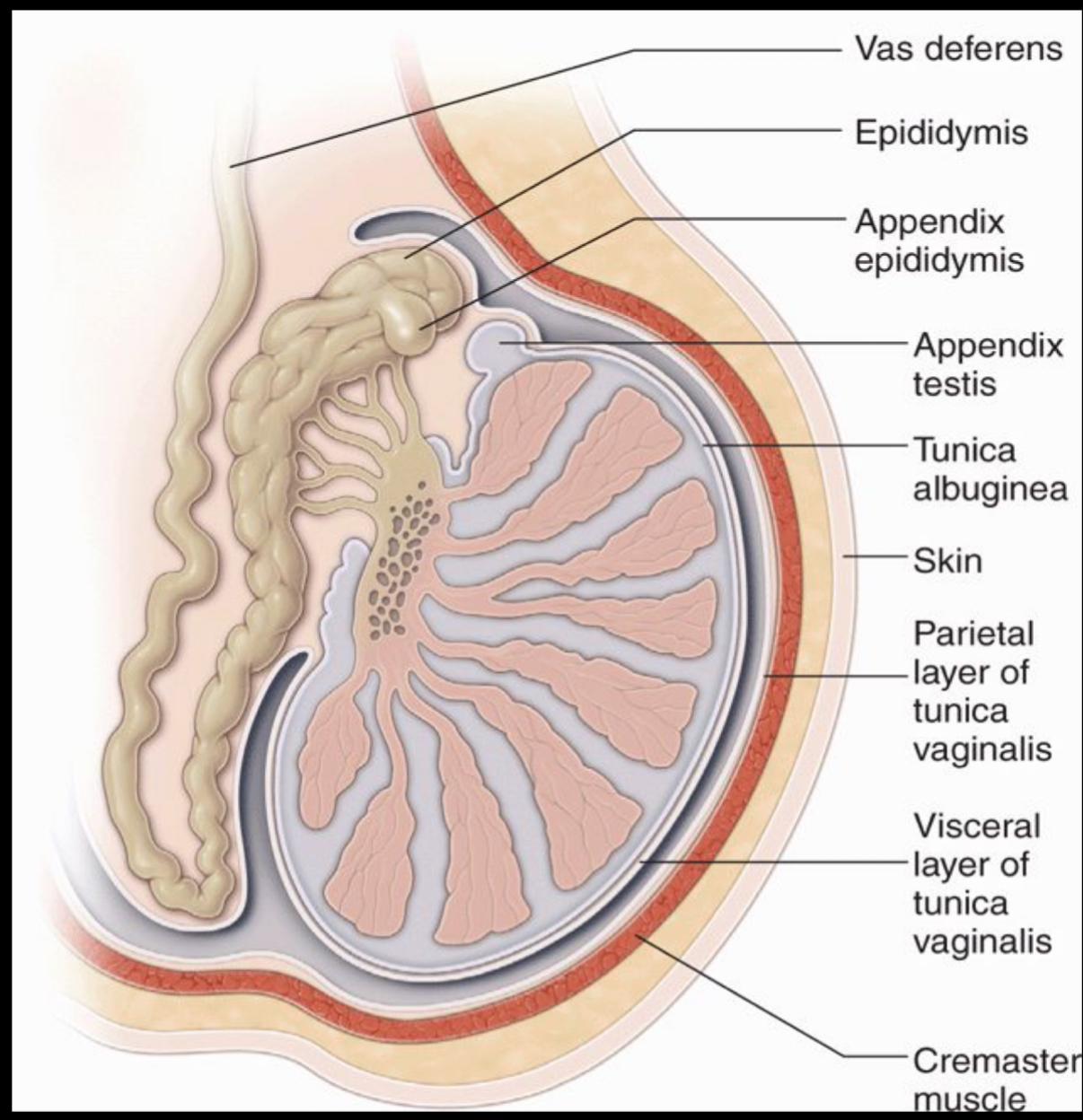 <p>What represents a detached efferent duct, a small stalk projecting off epididymis?</p><p>–Derived from Wolffian duct.</p>