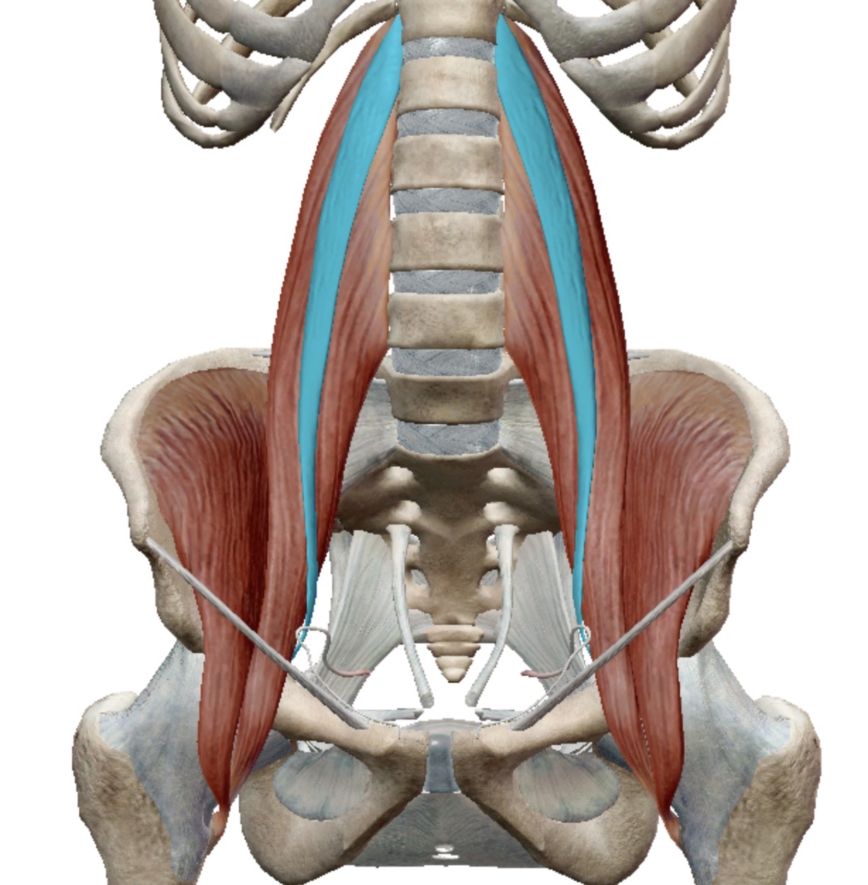 <p>Identify this muscle</p>