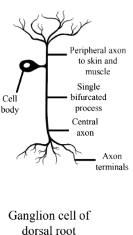 <ul><li><p><span>Has one axon that splits into two branches. </span></p></li><li><p><span>These branches act as both dendrites and axons, with one branch carrying signals to the periphery and the other to the CNS.</span></p></li><li><p><span>Afferent neurons of the stretch reflex fall into this category.&nbsp;</span></p></li></ul><p></p>