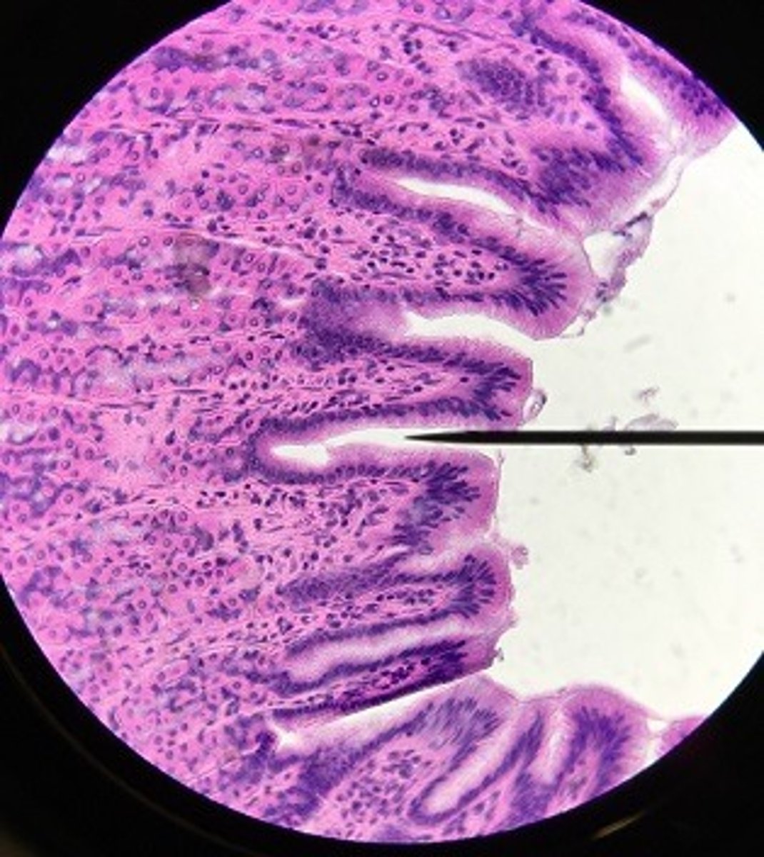 knowt flashcard image