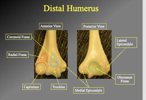 <p>anterior view</p><ul><li><p>cornicouid fossa</p></li><li><p>Radial fossa&nbsp;</p></li><li><p>Capitulum</p></li><li><p>Trochlea</p></li></ul><p>poterior view</p><ul><li><p>lateral epicondyle</p></li><li><p>olecranon fossa</p></li><li><p>medial epicondyle&nbsp;</p></li></ul><p></p>