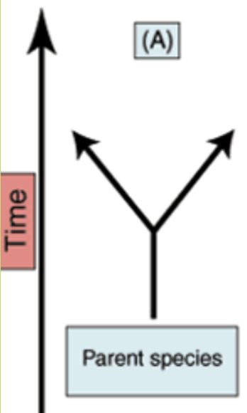 <p>same ancestor. evolved to have different traits. (E.g Darwin’s Finches. Got different beaks from different biotic selection pressures.)</p>
