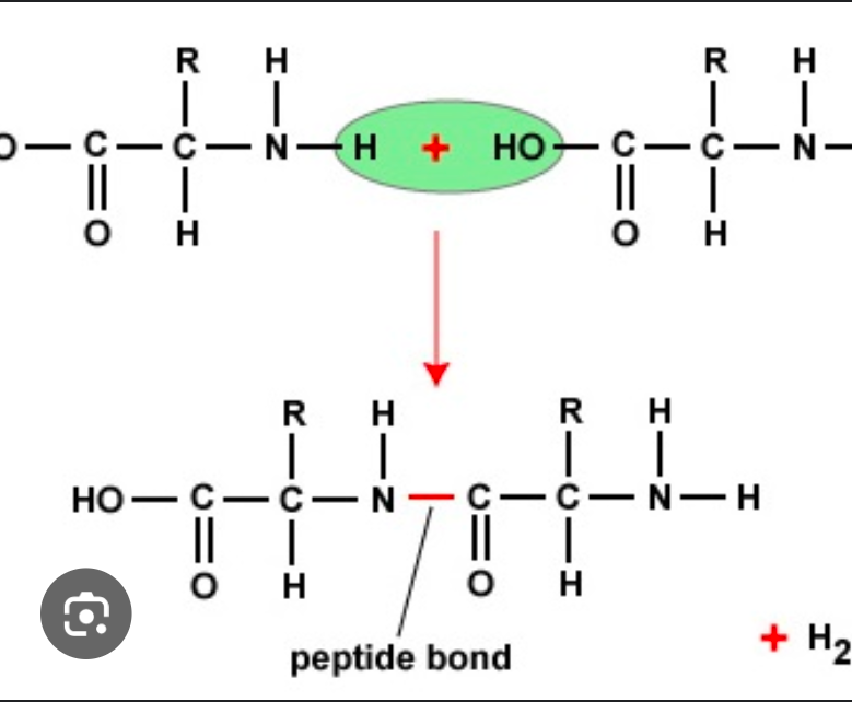 peptide bond!