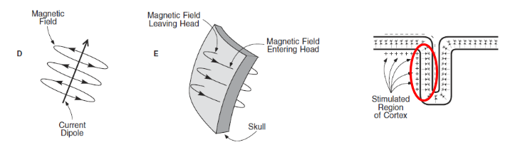 <p>Magnetic waves (MEG) undergo <span style="color: red">less distortion</span> through brain tissue and scalp compared to electric signals (EEG, ERP).</p><ul><li><p>NB: main disadvantage is that MEG is more expensive than EEG, ERP.</p></li></ul><p></p>