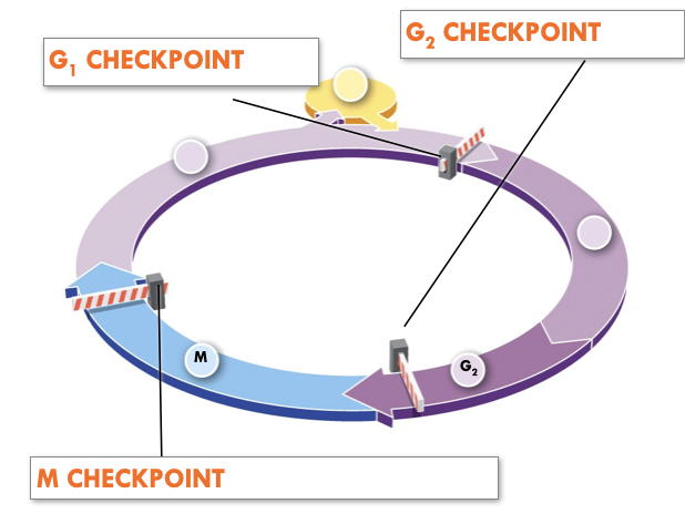 <ul><li><p>The cell cycle has checkpoints to control division</p></li><li><p>Regulate speed at which cell goes through cycle</p></li><li><p>Ensure cell is ready for division</p></li><li><p>Prevents compromised cells from continuing to divide</p></li><li><p>Cells that fail checkpoints go to G0 stage or undergo apoptosis (cell death)</p></li></ul>