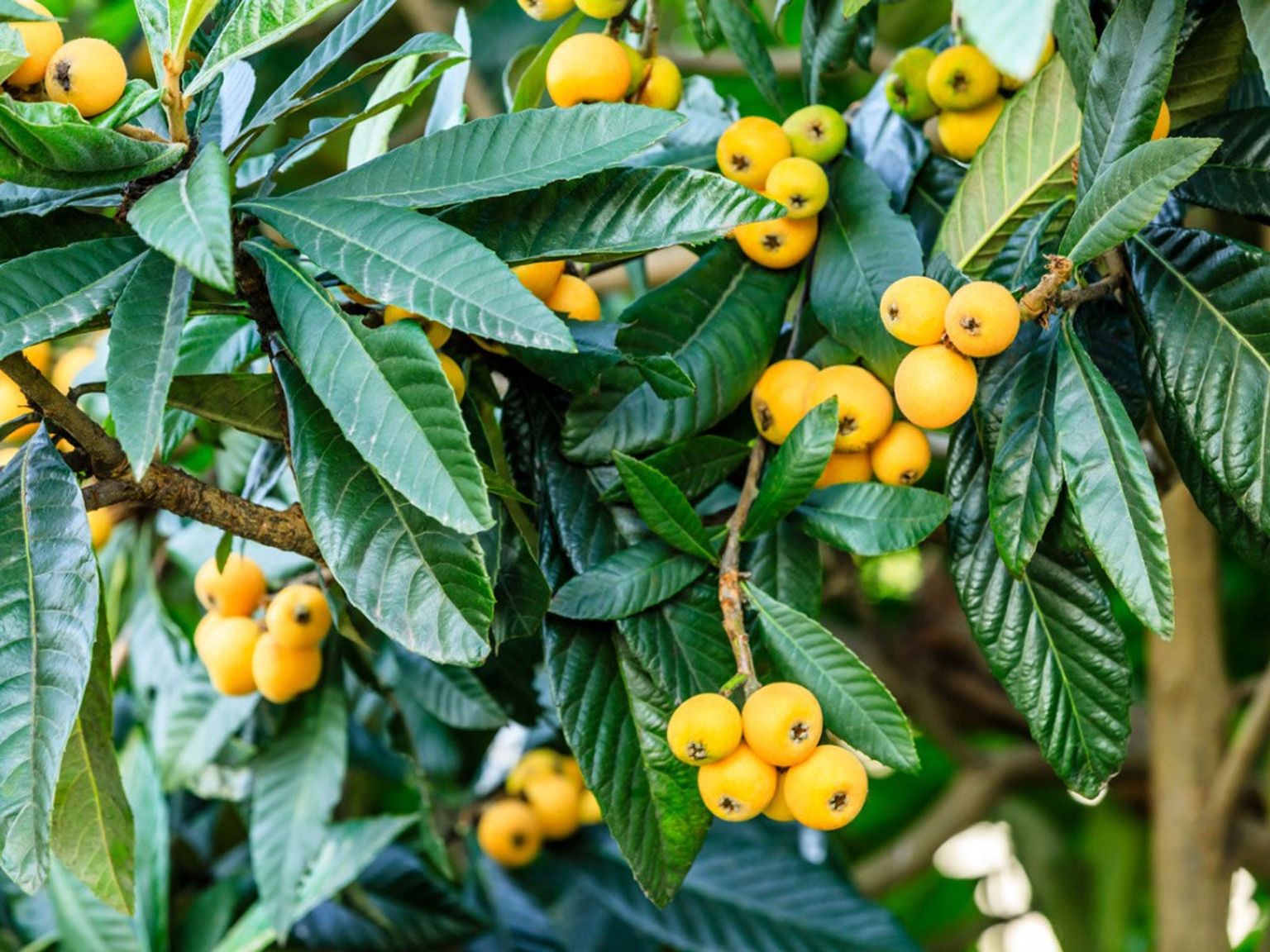 <p>Eriobotrya japonica </p>