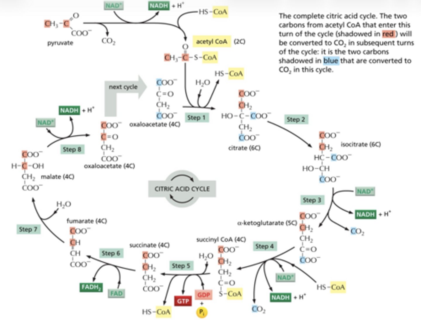 <p>Citrate Is Krebs Starting Substrate For Making Ocaloacetate</p><p>Oh! Can I Keep Some Succinate For Myself</p>