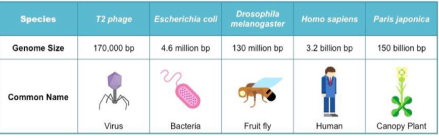 <p>→ complete set of genetic info present in a cell/organism</p><p>Genome size = total no. Of DNA base pairs in one copy of a haploid genome</p><p>Human genome = 3.2 billion bp </p>