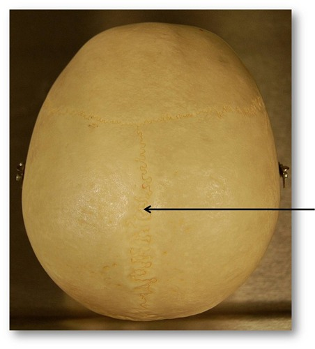 <p>Midline articulation point of the two parietal bones</p>