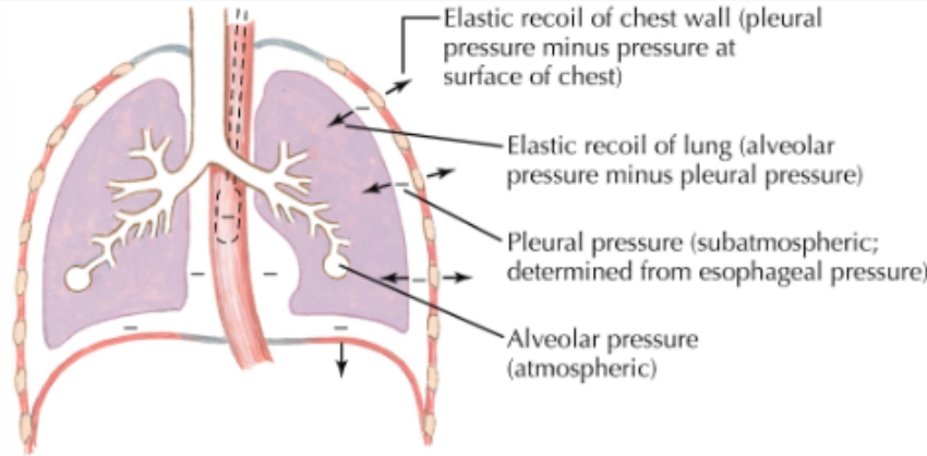<ul><li><p>respiratory muscles at rest</p></li><li><p>recoil of lung and chest wall are equal but opposite</p></li><li><p>pressure along tracheobronchial tree is atmospheric</p></li><li><p>no airflow</p></li></ul><p></p>