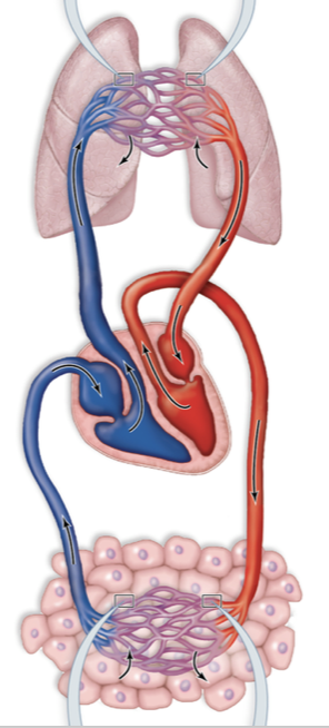 <ul><li><p>Heart pumps blood around body in blood vessels to transfer oxygen to tissues</p></li><li><p>Arteries: Vessels where blood is moving away from heart</p></li><li><p>Veins: Vessels where blood is moving toward the heart (carry both deoxygenated and oxygenated blood)</p></li></ul>