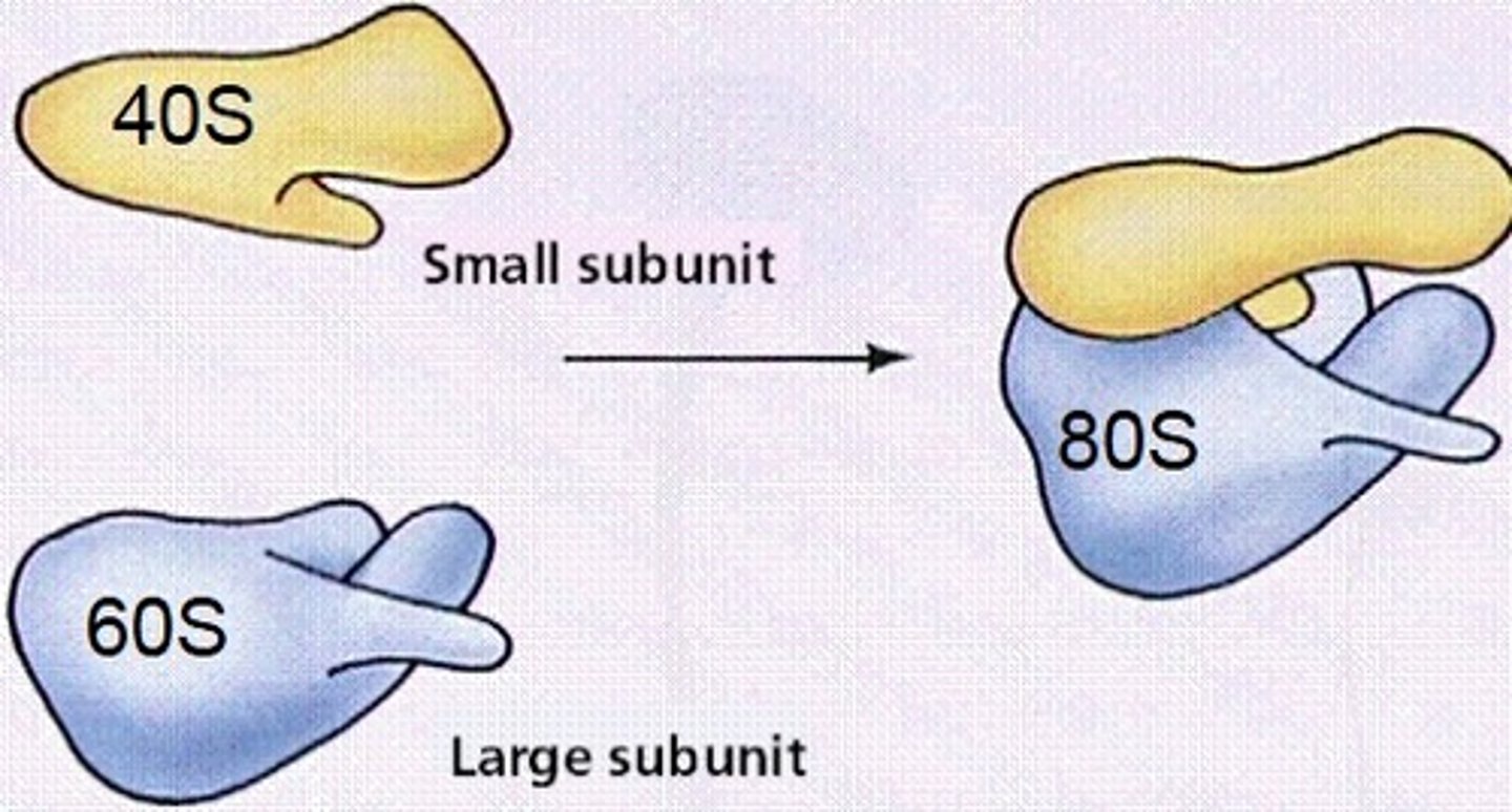 <p>- two subunits</p><p>1) Large 60S</p><p>2) Small 40S</p><p>Assembled 80S</p><p>- read mRNA and build a protein (translation)</p><p>- made of protein and RNA</p><p>- RNA part is made by nucleolus</p><p>- protein part enters nucleus and is assembled with RNA part @ nucleolus</p><p>- completed subunits exits nucleus</p><p>- the 2 subunits exist independently of each other</p><p>- ribosomes are only assembled when on a mRNA</p><p>- when translation is complete, the subunits separate</p><p>- when a mRNA code codes for a PSD, the ribosome takes the mRNA to the rER</p><p>- as translation occurs, the protein is released directly to</p><p>the lumen (inside) of the rER</p><p>- when translation is complete, the ribosome dissociates from the rER and the 2 subunits dissociate from each other</p><p>SPLIT CARD!!</p>