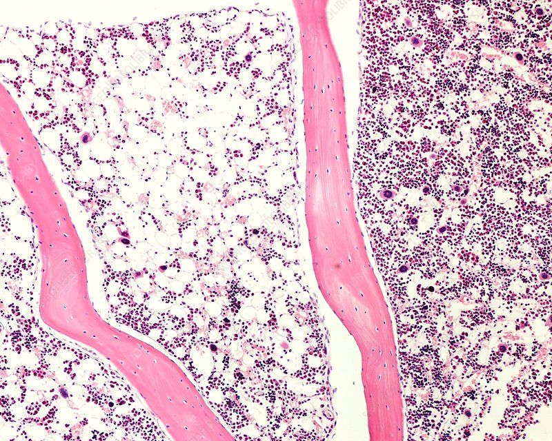 <p>Identify the marrow to the left.</p>