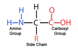 <p>what structure is this</p>