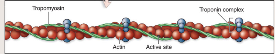 <p>Describe Thin myofilament</p>