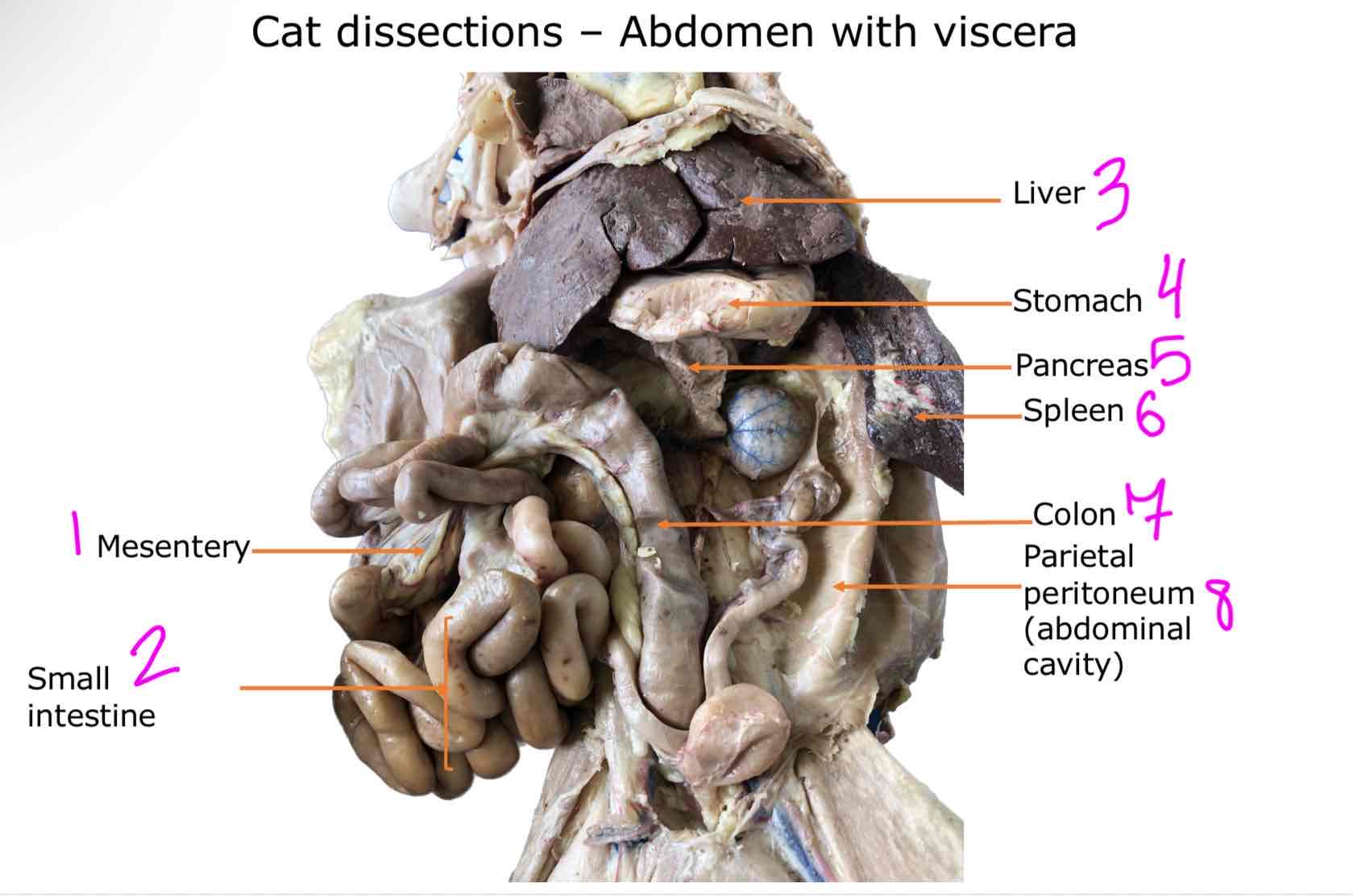 <ol><li><p>Masentery</p></li><li><p>Small intestine</p></li><li><p>Liver</p></li><li><p>Stomach</p></li><li><p>Pancreas </p></li><li><p>Spleen</p></li><li><p>Colon</p></li><li><p>Parietal peritoneum (abdominal cavity)</p></li></ol>