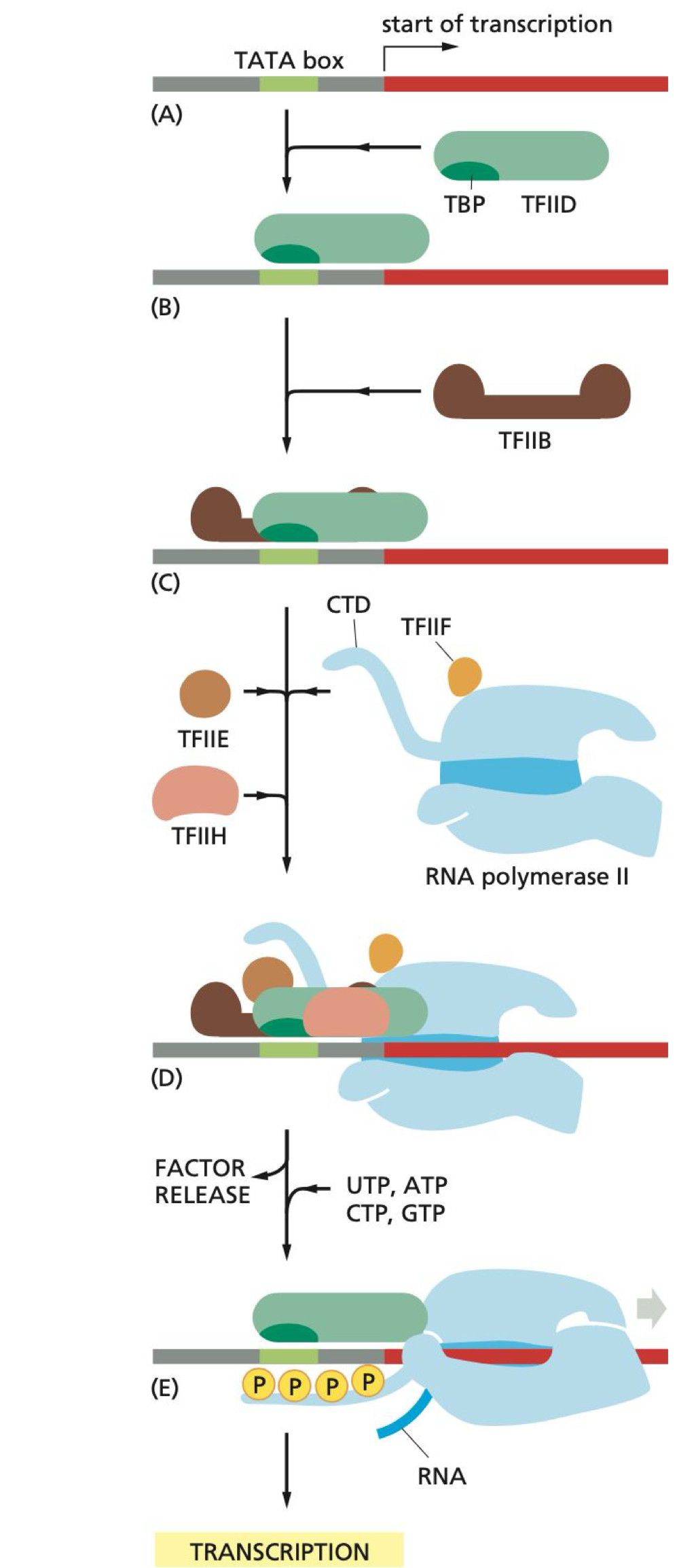 <p>TFIIH unwinds DNA and phosphorylates Ser5 on the C-terminal domain (CTD) of pol II</p>