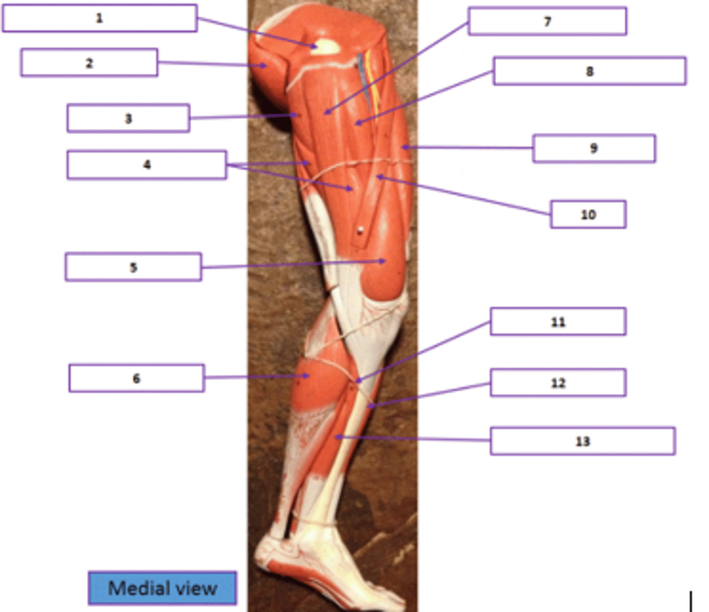 <p>Identify the muscle labeled 6.</p>
