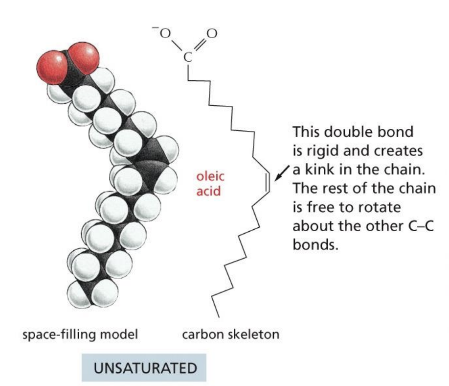 <p>Double bonds</p>