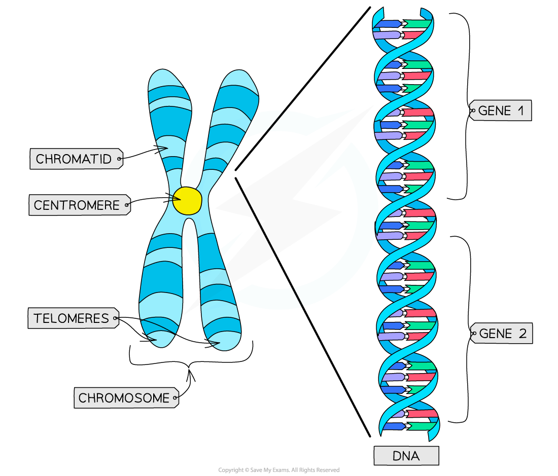 <p></p><ul><li><p>Each DNA molecule → two identical DNA molecules (<strong>sister chromatids</strong>).</p></li><li><p>Joined at <strong>centromere</strong> (ensures correct segregation).</p></li><li><p>Each chromatid separated into daughter cells during mitosis.</p></li><li><p>Locus → fixed position of a gene on a chromosome</p></li></ul><img src="https://knowt-user-attachments.s3.amazonaws.com/43e5aa7c-1228-4a99-9f21-484f4ec34b71.png" data-width="100%" data-align="center"><p></p>