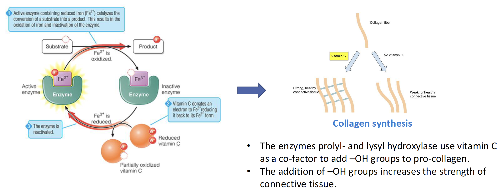 <p>Vitamin C</p><ul><li><p>Enzyme prolyl- & lysyl hydroxylase use Vit C as a co-factor to add -OH groups to pro-collagen which increases the strength & connective tissue</p></li></ul><p></p>