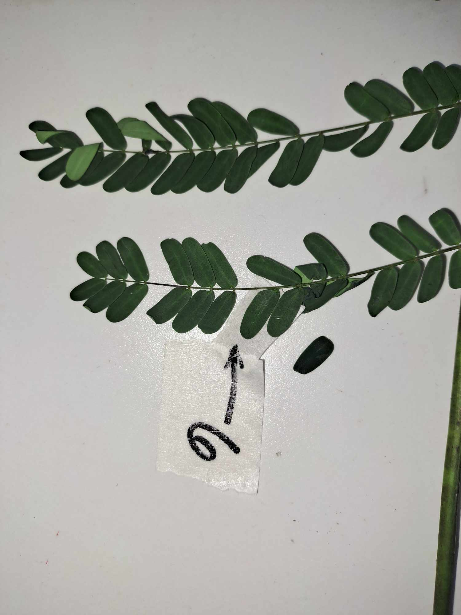 <p>acacia</p>