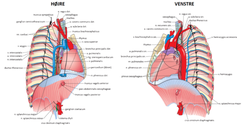 De sidste 1-2 cm i abdomen og udvides mod cardia. 

*Ventralt: *
Truncus vagalis anterior og venstre leverlap

*Dorsalt:*
Truncus vagalis posterior
