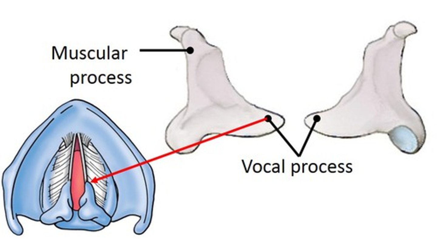 <p>small pyramidal shaped cartilage that is rotated to tense the vocal cords for phonation</p><p>   -base articulates w/ upper border of the cricoid cartilage </p><p>   -apex supports the corniculate cartilage (cc sits on top of it)</p><p>    -has medial vocal process that attaches to vocal ligments of vocal cords **</p><p>     -has lateral muscular process that attaches to intrinsic muscles of larynx --&gt; <strong>muscles pull on a. cartilage to rotate them on the face of the cricoid cartilage to abduct or adduct the vocal cords for respiration &amp; phonation</strong></p>