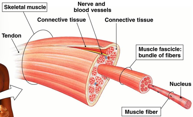 <ul><li><p><strong>tendon</strong>: made up of muscle fascicles</p></li><li><p><strong>muscle fascicle</strong>: made up of a bundle of fibers</p></li><li><p><strong>muscle fiber</strong>: made up of bundles of proteins called <strong>myofibrils</strong></p></li></ul>