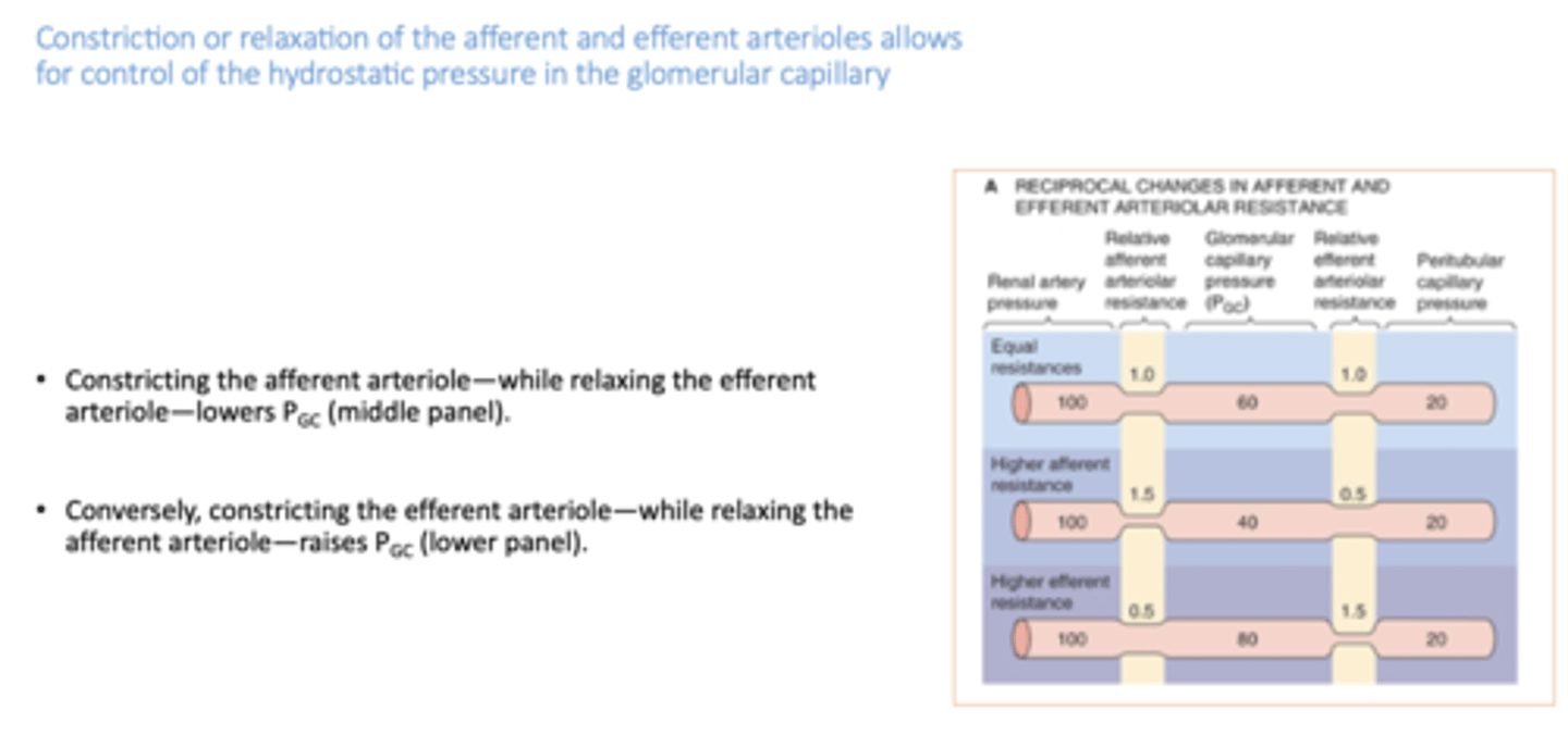 <p>lowers pressure in glomerular capillary</p>