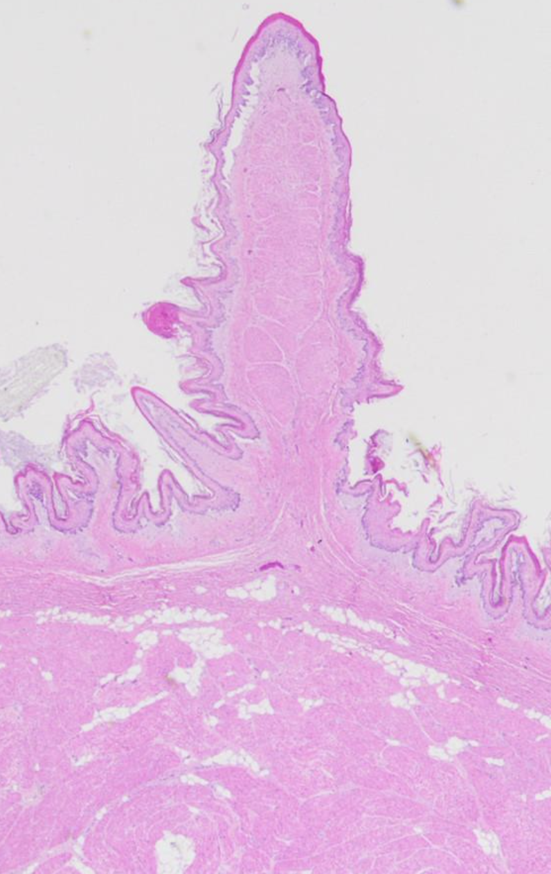 Has a **honeycomb-like arrangement** with a m**uscularis mucosae** running along the top ridges of the walls of the honeycomb pockets (contracts the honeycomb openings like a purse- string) 