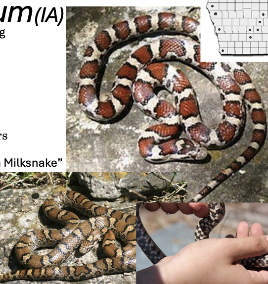 <p>eastern milk snake </p><ul><li><p>grey/pale/dark background, belly white with clusters of black checkers</p></li><li><p><strong>red saddles </strong>with <strong>black outlines, </strong>row of black lateral spots </p></li><li><p>back of head has a Y or V</p></li><li><p>scales <u>smooth,</u> anal plate <u>undivided</u></p></li></ul><p></p>