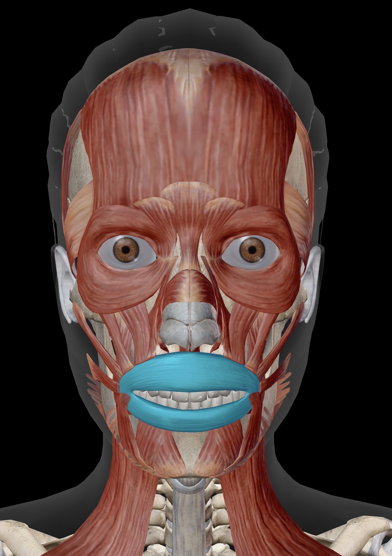 <p>Name the muscle and corresponding letter ( O = origin, I = insertion, A = actions, IN = innervation)</p><p>A</p><p>IN</p>