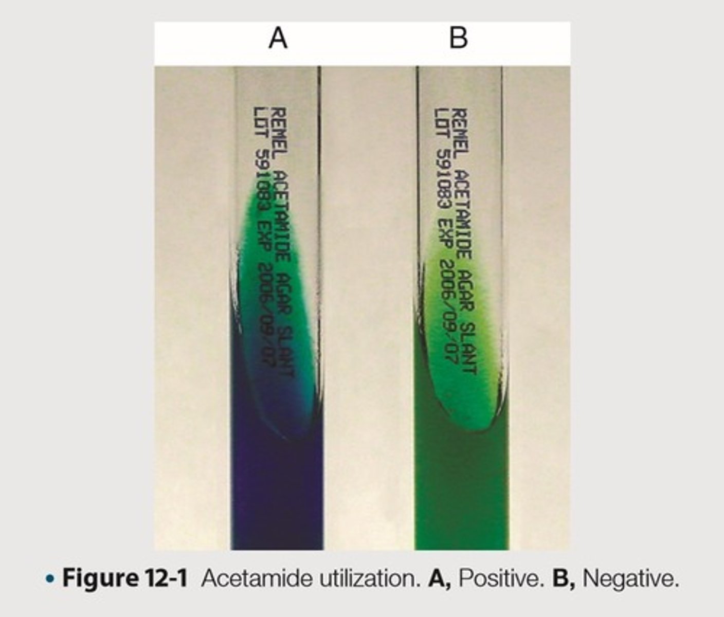 <p>This is the organism and its expected results for the quality control of acetamide utilization to exhibit negative results</p>