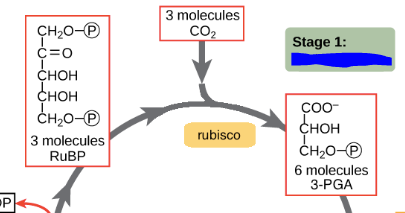 <p>The process of incorporating inorganic carbon into organic molecules.</p><p>This is the first stage of the Calvin cycle.</p><p>More explicitly it is the stage in which a CO2 molecule combines with ribose-1,5-biphosphate (RuBP), a five carbon acceptor molecule. This step makes a 6 carbon compound that splits into 2 molecules of a 3 carbon compound, 3-phosphoglyceric acid (3-PGA). This reaction is catalyzed by rubisco, an enzyme.</p>