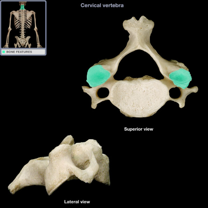 <ul><li><p>Location: Cervical vertebra, Superior articular process</p></li><li><p>Description: Smooth area</p></li><li><p>Comment: Provides articulation between adjacent vertebrae</p></li></ul><p></p>