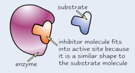 <ul><li><p><strong>Similar shape </strong>to <strong>substrate </strong>molecules</p></li><li><p><strong>Compete </strong>with substrate to <strong>bind </strong>to <strong>active site</strong>, but <strong>no reaction </strong>occurs</p></li><li><p><strong>Block </strong>active site so <strong>no substrate </strong>molecules can <strong>fit</strong></p></li></ul><p></p>