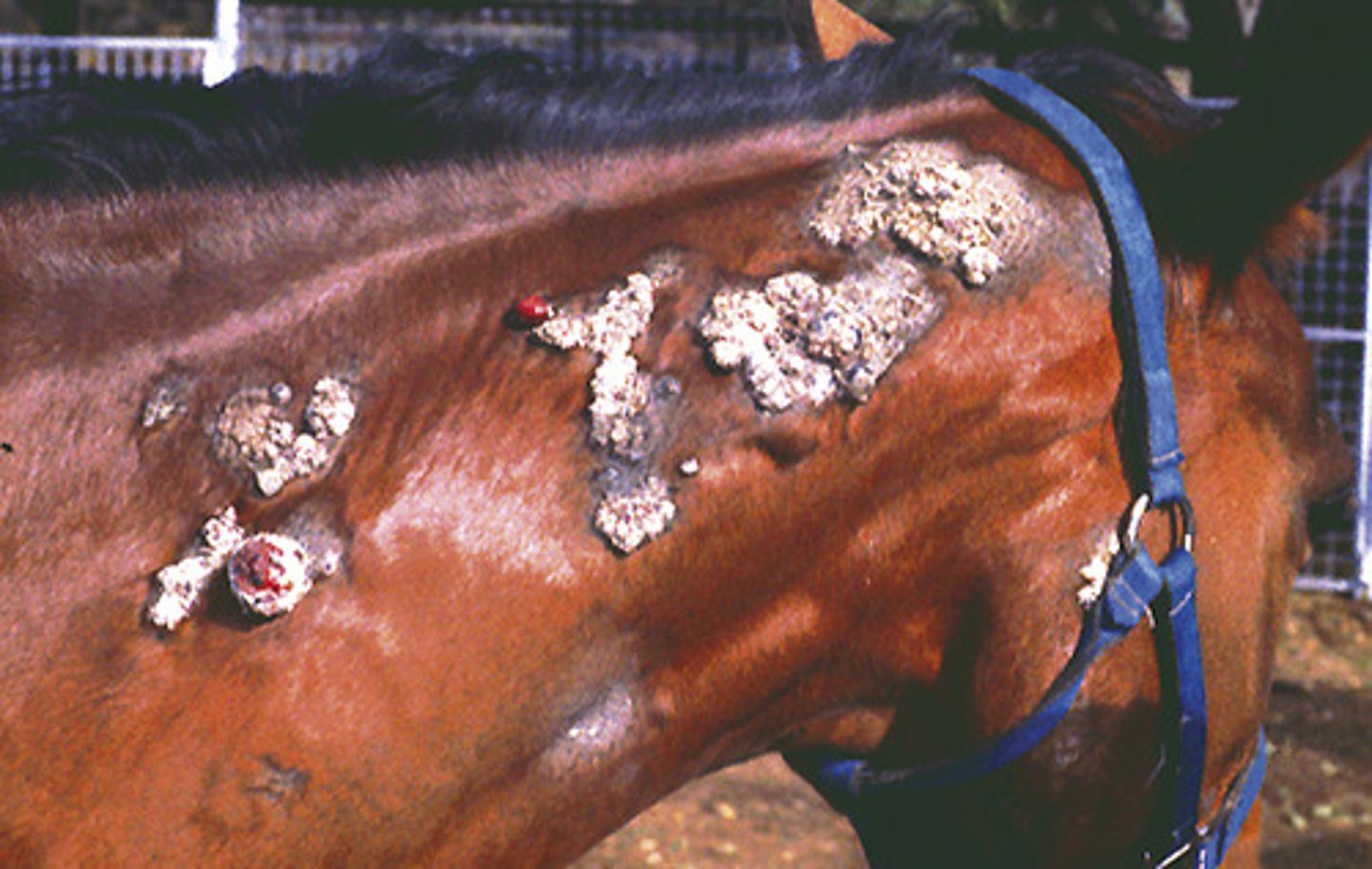 <p>Bovine Papillomatosis causes _________ in horses</p>