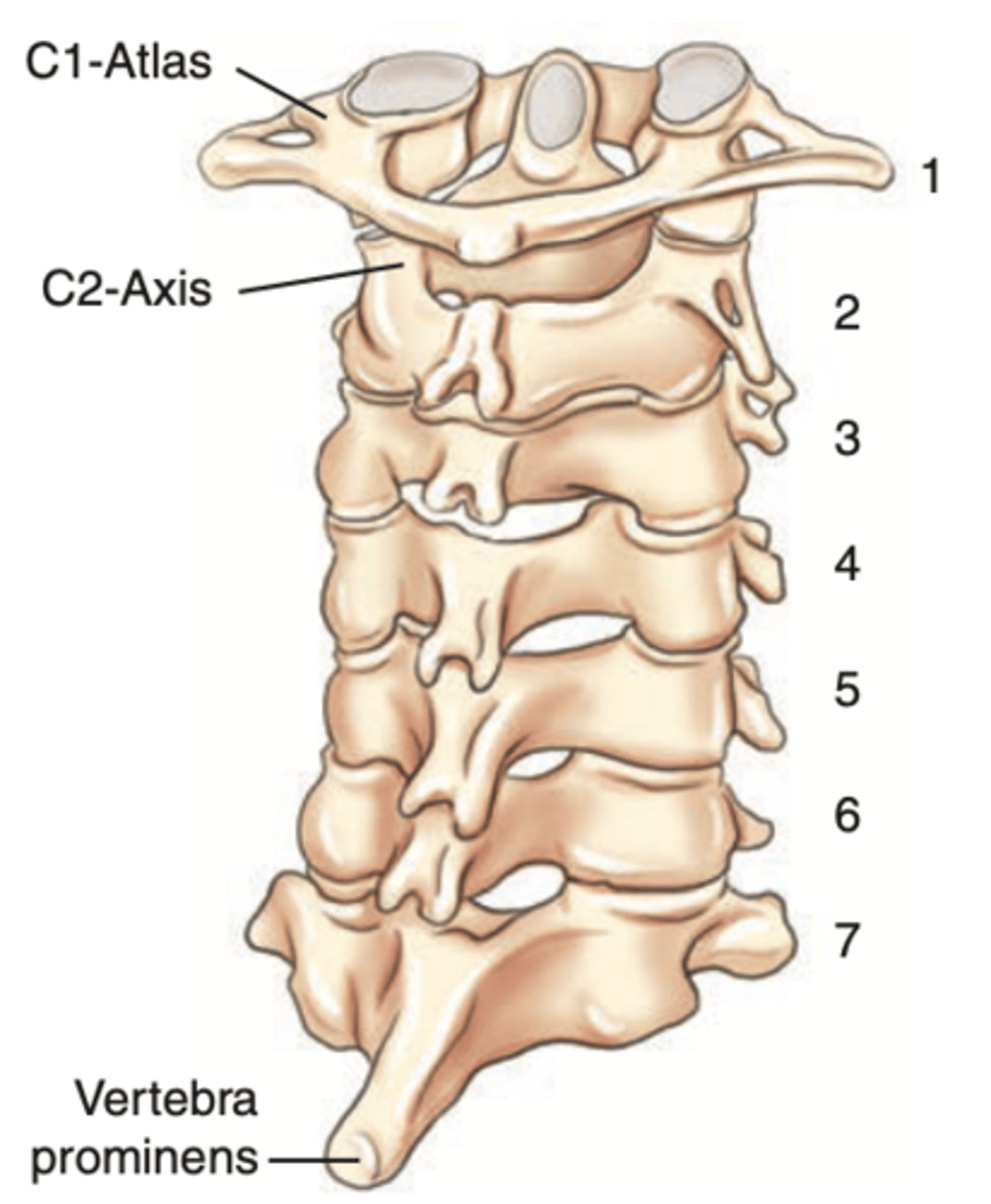 <p>They gradually get larger through C7</p>