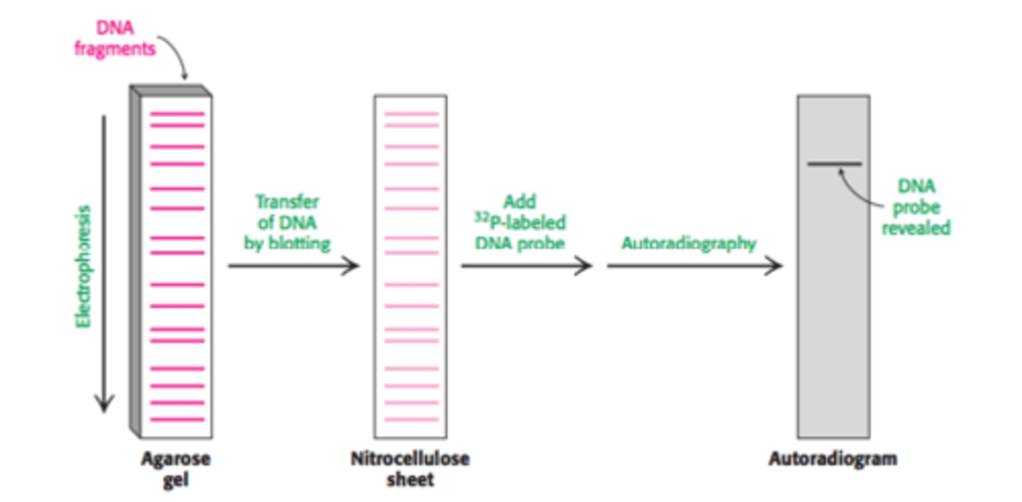<p>Purpose: Detection of a specific DNA (Southern blot) or RNA (Northern blot) sequence in a sample</p><p>Step 1: The DNA strand of interest is exposed to restriction enzymes that cut the DNA strand into smaller fragments</p><p>Step 2: The newly cleaved strands of DNA are denatured using a solution of NaOH to create ssDNA strands</p><p>Step 3: The single stranded cleaved strands of DNA undergo gel electrophoresis, separating them by size. Smaller fragments will be found at the bottom of the gel. Polyacrylamide is used if the stands are less than 500 base pairs. Agarose is used if the strands are over 500 base pairs.</p><p>Step 4: The DNA from the gel is transferred to a sheet of nitrocellulose paper and then exposed to a 32P</p><p>radiolabeled DNA probe that is complementary to our DNA of interest.</p><p>Step 5: The nitrocellulose paper is then viewed using autoradiography to identify the strand of interest.</p>