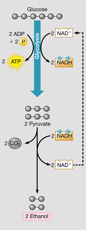 <ul><li><p>Glycolysis followed by the reduction of a derivative of pyruvate into ethanol</p></li><li><p>Regenerates NAD+ &amp; releases CO2</p></li><li><p>Used by yeast cells to produce ethanol in alcoholic drinks</p></li></ul>