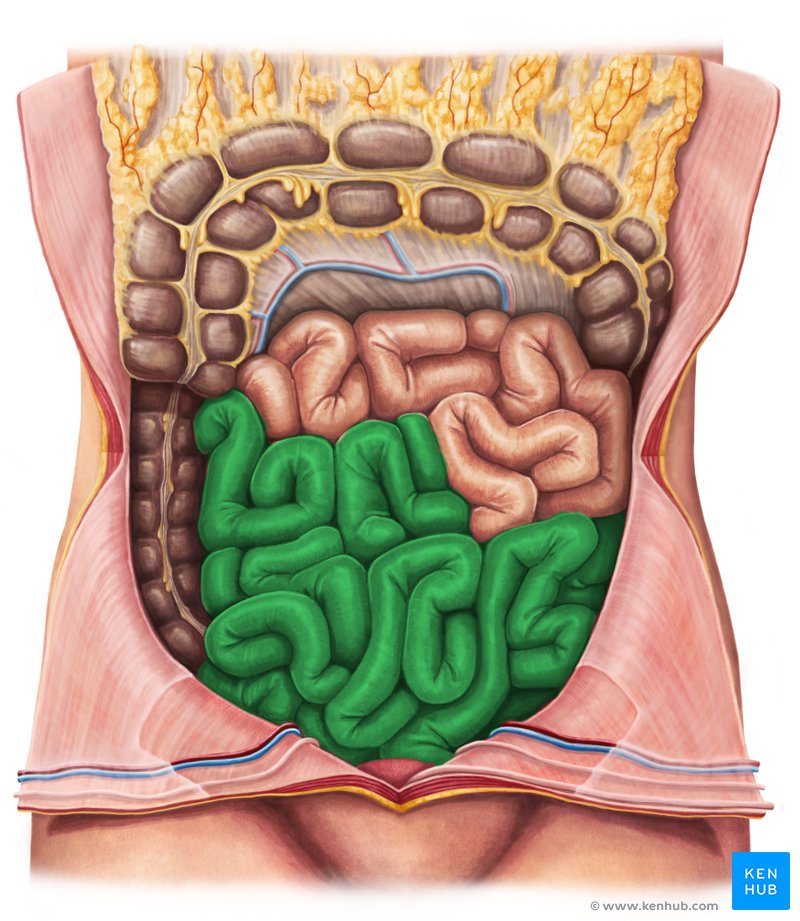 <p>The small intestine consists of the duodenum, jejunum, and <strong><em><em></em></strong><strong></em></strong>_.</p>