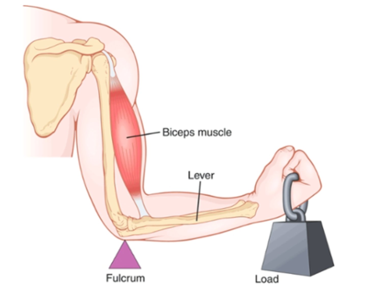 <p>Muscles operate by applying tension to their points of insertion into bones, and the bones in turn form various types of lever systems</p><p>depends on knowledge of:</p><p>- point of muscle insertion</p><p>-distance from fulcrum of leve</p><p>- length of lever arm</p><p>-position of lever</p><p>The study of different types of muscles, lever systems, and their movements = kinesiology</p>