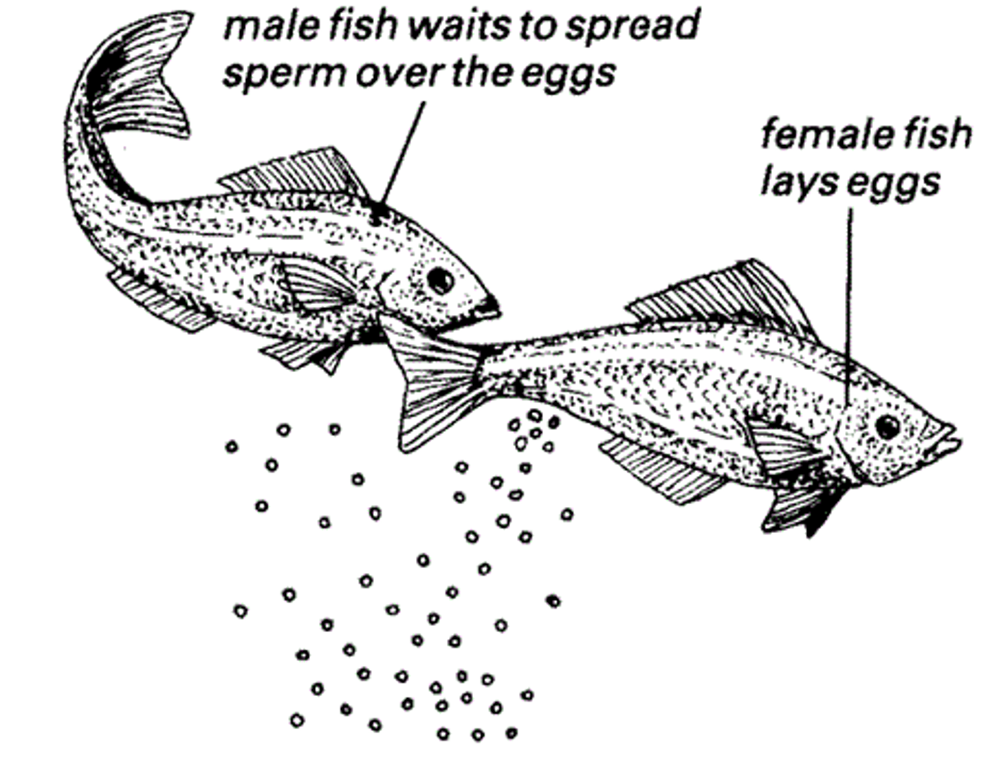 <p>Ability to generate offspring</p>