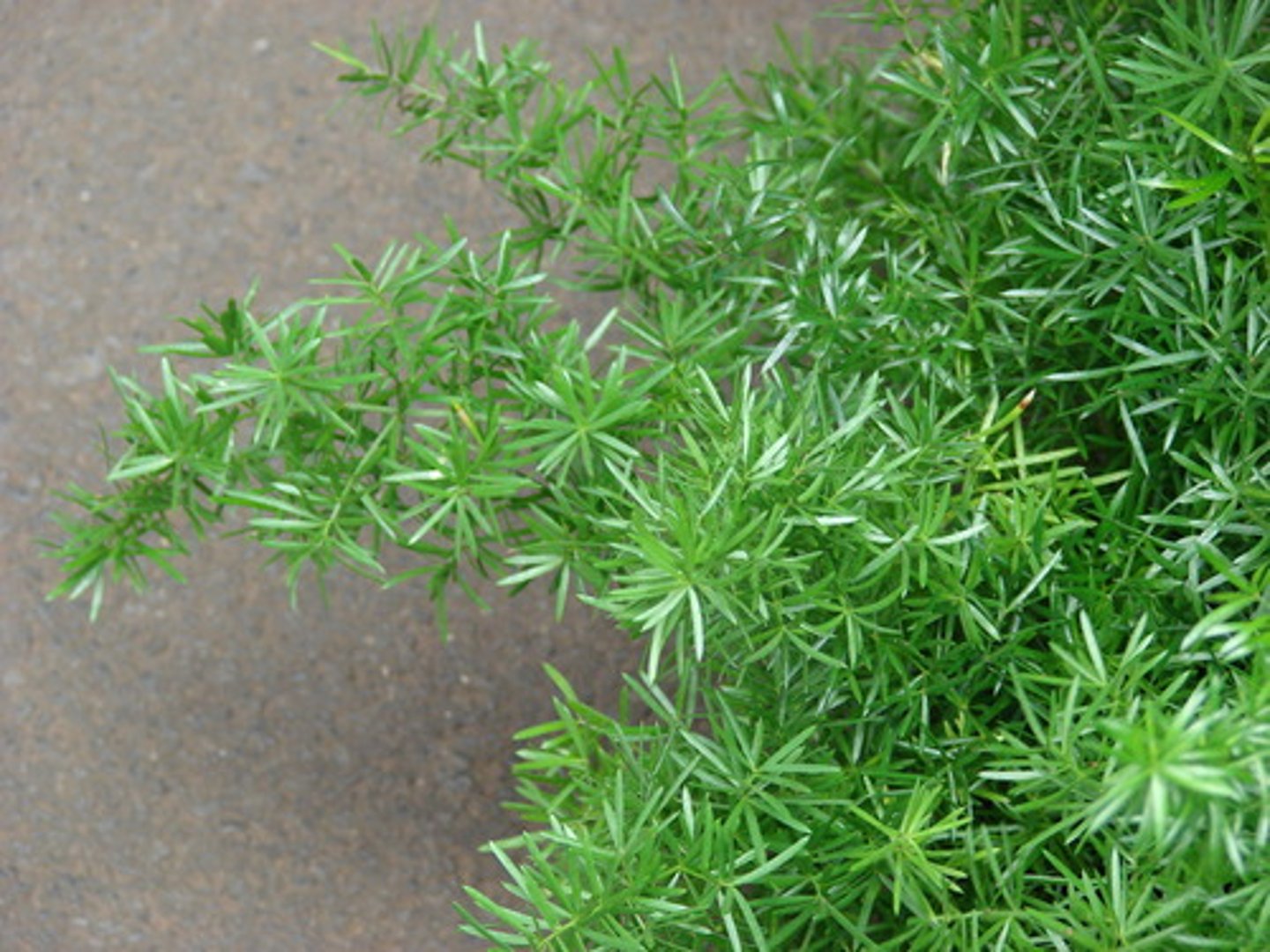 <p>Asparagus Fern</p>
